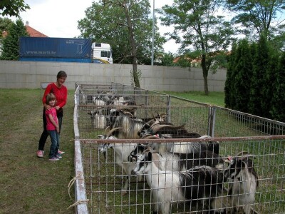 Koze omiljene domaće životinje ne samo u Istri i Dalmaciji