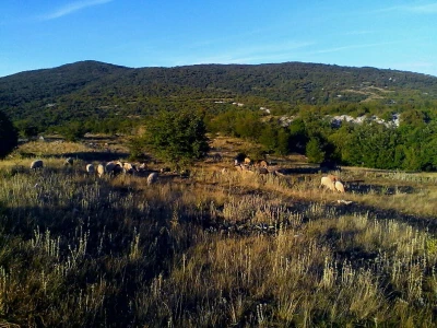 Koze u Lici