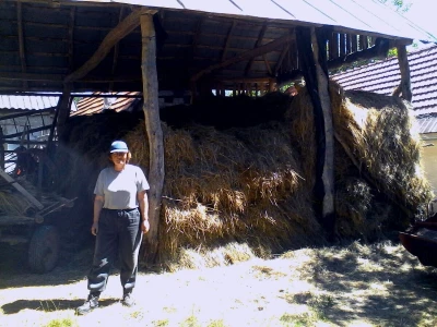 Koze u Lici