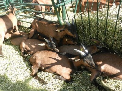 Kozarstvo u ekspanziji