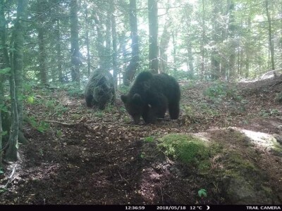 Kozji Vrh, Gorski kotar