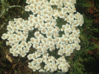 Prirodni prizor - predivne tratinčice Prirodni prizor - predivne tratinčice