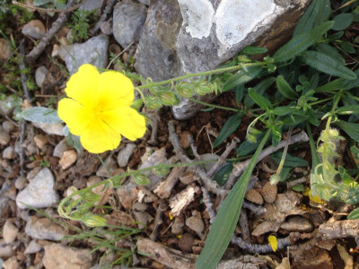 Cvjetni mirisi su prepoznatljivi i upečatljivi Cvjetni mirisi su prepoznatljivi i upečatljivi