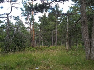 Krađe šuma – organizovano i nekažnjeno