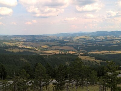 Krađe šuma – organizovano i nekažnjeno