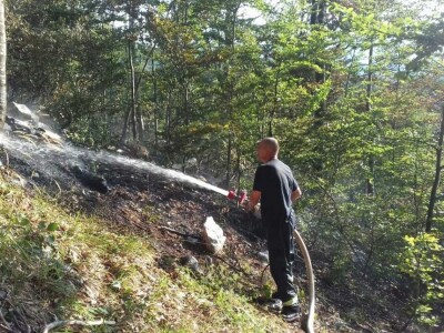 Krađe šuma – organizovano i nekažnjeno