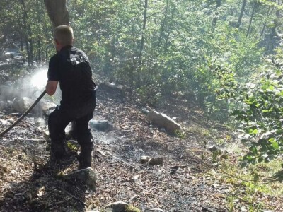 Krađe šuma – organizovano i nekažnjeno