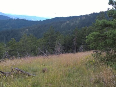 Krađe šuma – organizovano i nekažnjeno