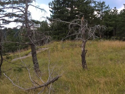 Krađe šuma – organizovano i nekažnjeno