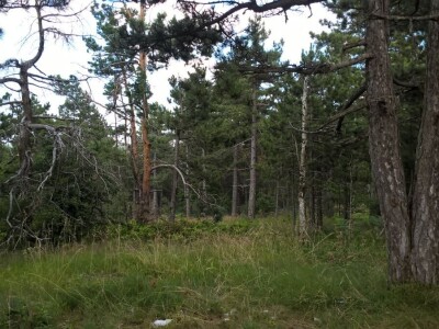 Krađe šuma – organizovano i nekažnjeno