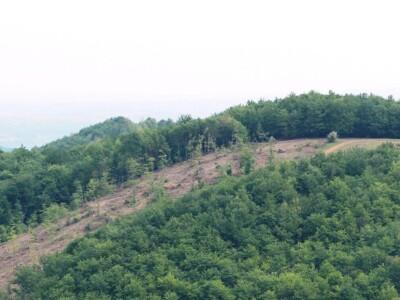 Krađe šuma – organizovano i nekažnjeno