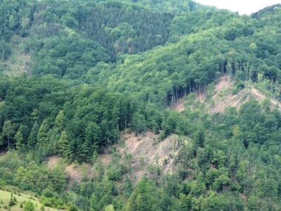 Krađe šuma – organizovano i nekažnjeno