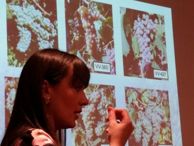 Kraljevina Zelina - slike