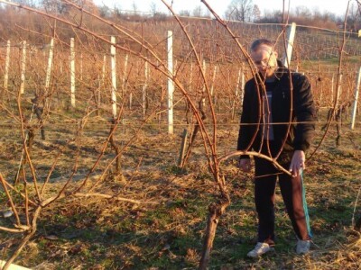 Ozren Kraljić u vinogradu na Raskršću