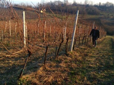 Kraljići u rezidbu kreću nakon proslave Vincetova