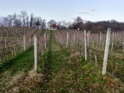 Uzgajaju tri vinske sorte vinove loze