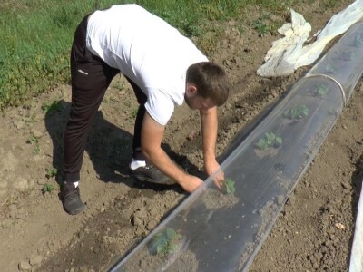 krastavci i luk krastavci i luk