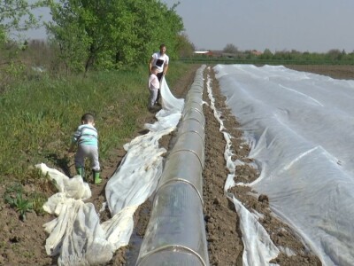 krastavci i luk krastavci i luk