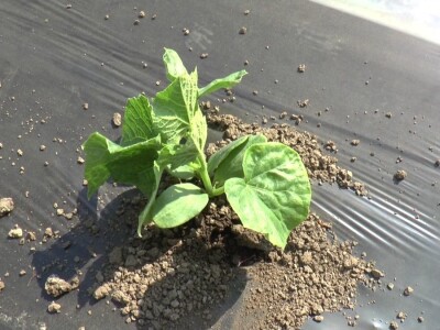 krastavci i luk krastavci i luk