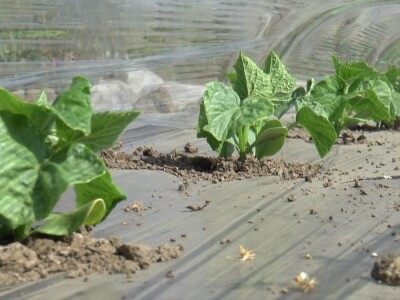 krastavci i luk krastavci i luk