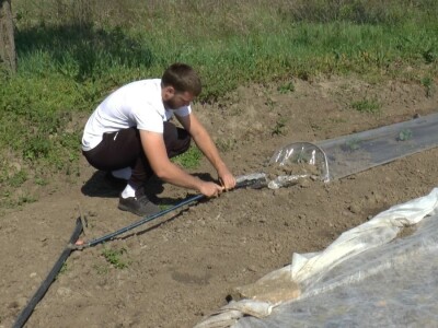 krastavci i luk krastavci i luk