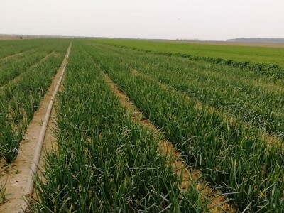 krastavci i luk krastavci i luk