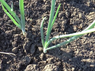 krastavci i luk krastavci i luk