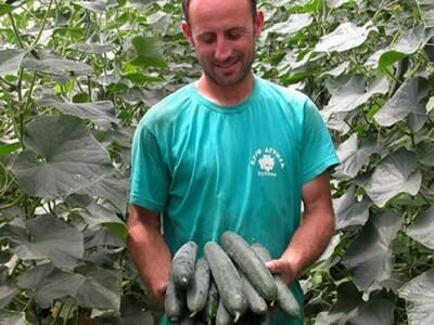 Krastavci uzgojeni u plasteniku