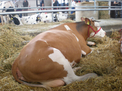 Kontrola kvaliteta mleka