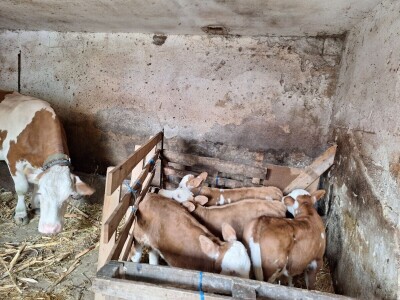 Krava Beba otelila četiri teleta