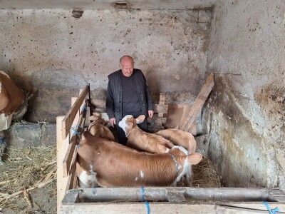 Krava Beba otelila četiri teleta