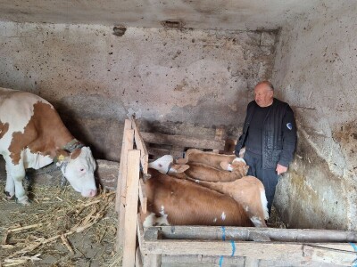 Krava Beba otelila četiri teleta