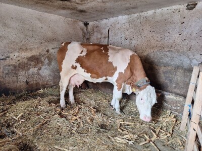 Krava Beba otelila četiri teleta