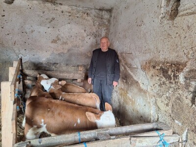 Krava Beba otelila četiri teleta