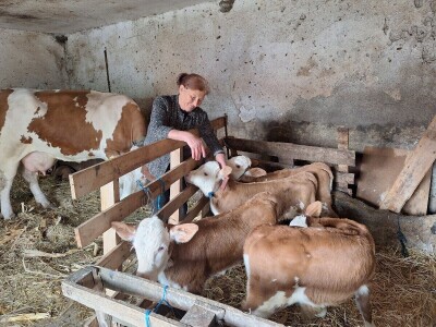 Krava Beba otelila četiri teleta