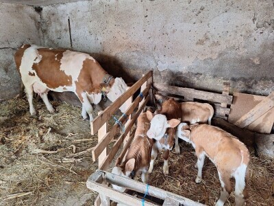 Krava Beba otelila četiri teleta