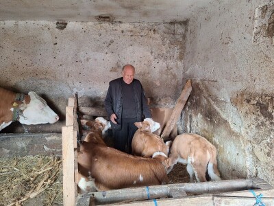 Krava Beba otelila četiri teleta