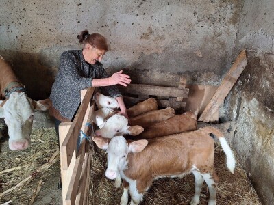 Krava Beba otelila četiri teleta