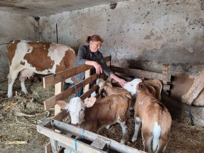 Krava Beba otelila četiri teleta