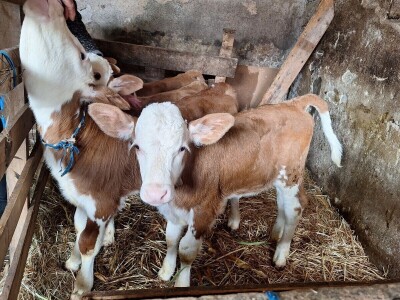 Krava Beba otelila četiri teleta