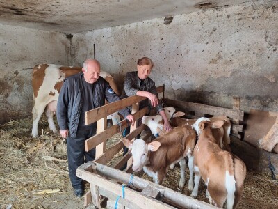 Krava Beba otelila četiri teleta