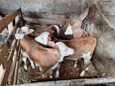 Krava Beba otelila četiri teleta