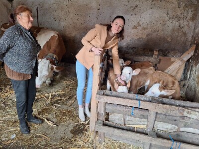 Krava Beba otelila četiri teleta