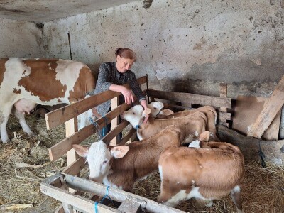 Krava Beba otelila četiri teleta