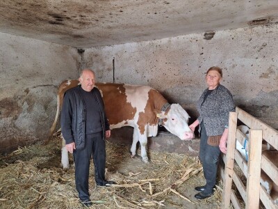 Krava Beba otelila četiri teleta