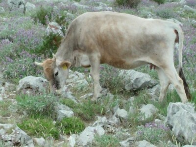 Krava buša u ispaši ljekovitog bilja na obroncima Biokova