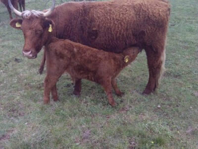 Sustav uzgoja krava - tele