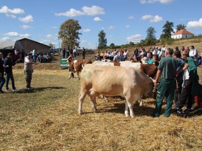 Krava Ida apsolutni šampion izložbe u Lajkovcu
