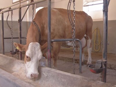 Krava Ida apsolutni šampion izložbe u Lajkovcu