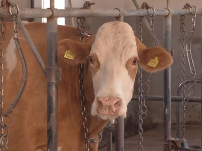 Krava Ida apsolutni šampion izložbe u Lajkovcu